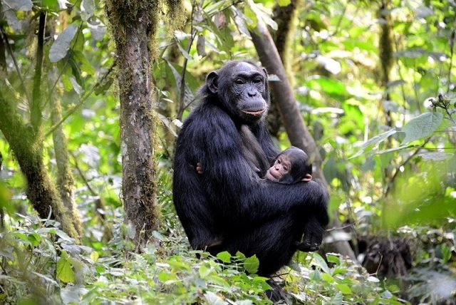 Chimpanzeetrekking